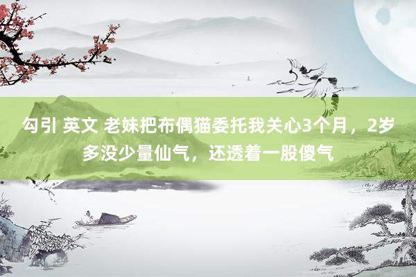 勾引 英文 老妹把布偶猫委托我关心3个月，2岁多没少量仙气，还透着一股傻气